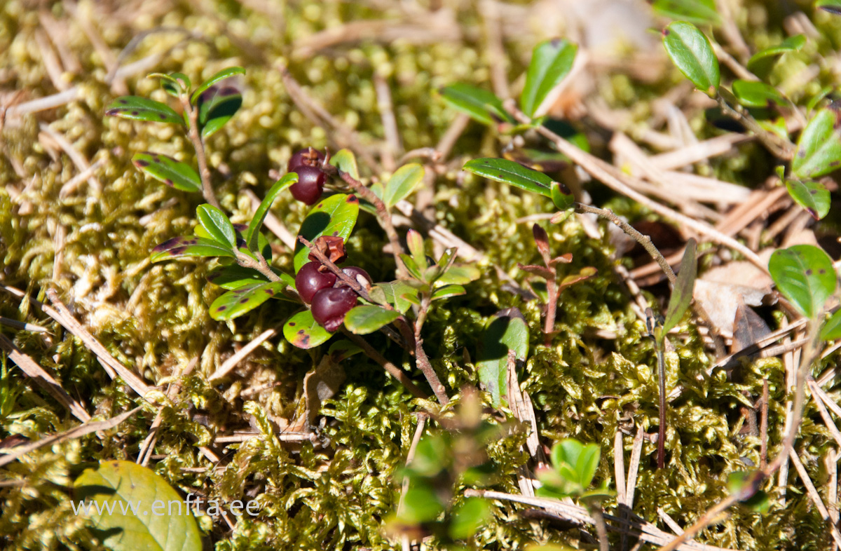 Vaccinium vitis-idaea
